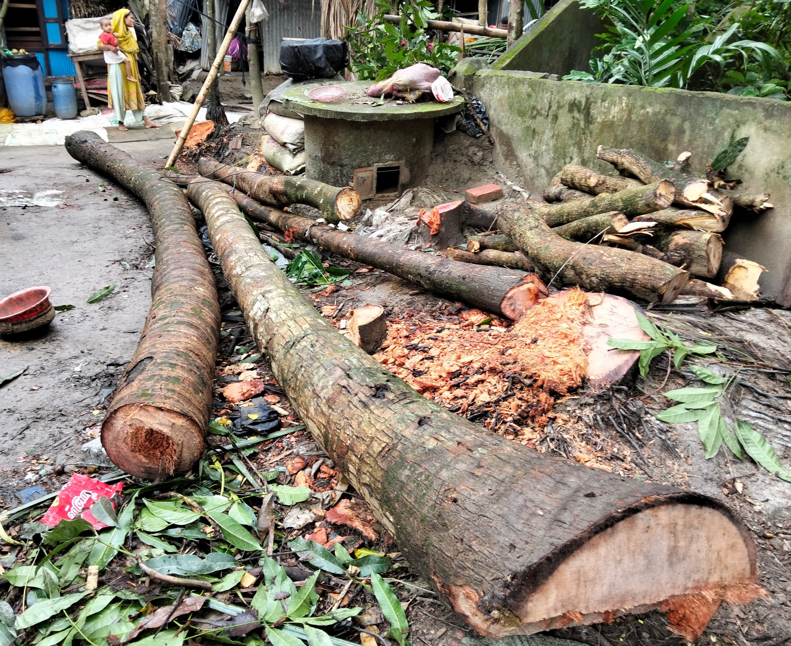 সহজ- সরল চাচার ১০ ফলবান বৃক্ষ কেটে দিলো আশ্রিত ২ ভাতিজা।