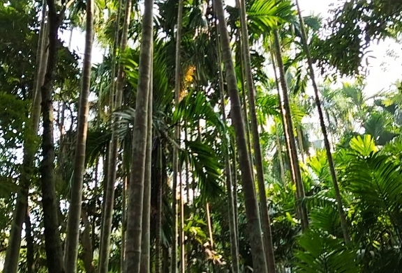 লক্ষ্মীপুরে সুপারি চোরকে হাতানাতে ধরে বিপাকে নিরিহ প্রবাসী পরিবার।