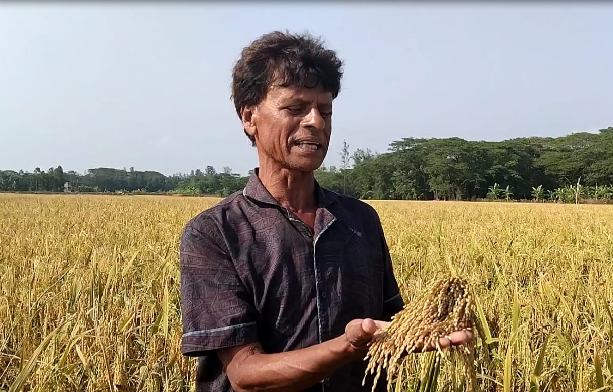 লক্ষ্মীপুরের রামগতিতে বেবিলন-২ জাতের ধানে বাম্পার ফলন।